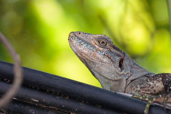 Manuel Antonio Villa